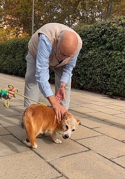 José reencontrando seu cãozinho idoso, Copi. 