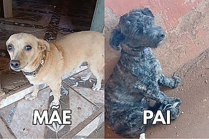 Tutora se supera na trend ‘galega e sarará’ mostra cão de pelagem única