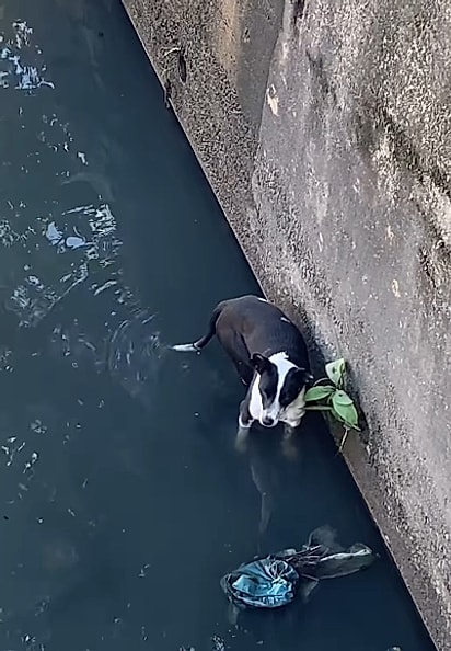 O cão caiu no rio e ficou preso.