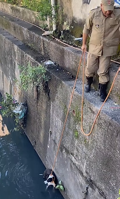 Os bombeiros conseguiram resgatar o cachorrinho.