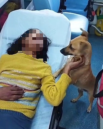 A cadela caramelo acompanhou a tutora durante todo o atendimento.