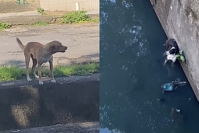 Cachorro fica preso em rio e seu melhor amigo Caramelo permanece ao lado até o resgate 