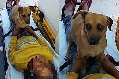 A cachorrinha se recusou a sair de perto da tutora, mesmo dentro da ambulância.