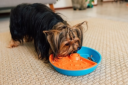 Fim de ano sem sustos: como ajudar cães e gatos a passarem pelas festas com mais calma.