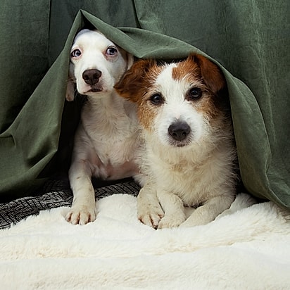Durante os fogos, deixe seu pet dentro de casa e em um ambiente seguro e confortável.