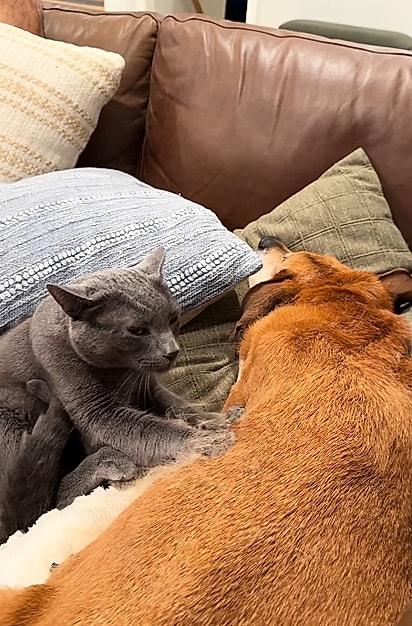 O gato começou a fazer massagem no cão.