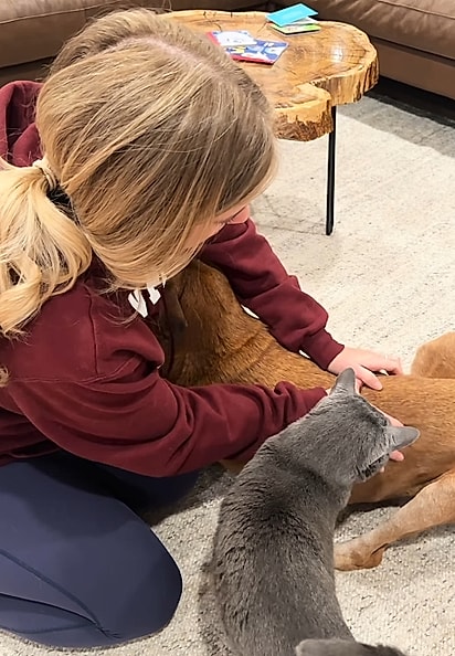 Enquanto Amber massageava o cão, o gato River se aproximava.