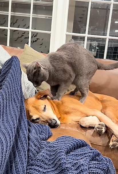 Enquanto amassa pãozinho, o gato ronrona.