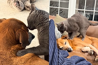 Gato percebe que tem algo errado com cão e muda comportamento e tenta fazer de tudo para confortá-lo