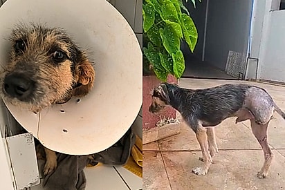 Conheça Pulga: cãozinho que sobreviveu a um tornado com ventos de 300 km no Paraná