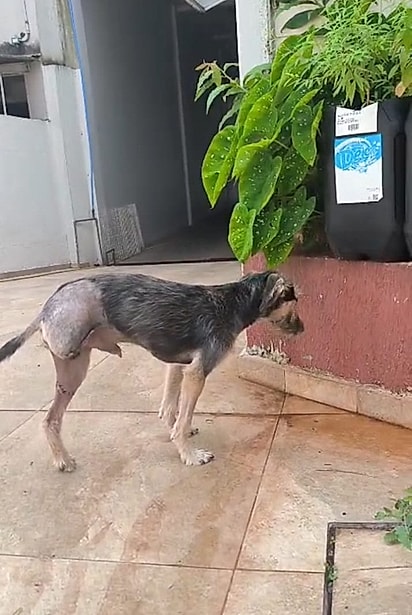 O cãozinho se recuperou muito bem.