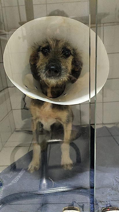 Pulga precisou amputar a perna.