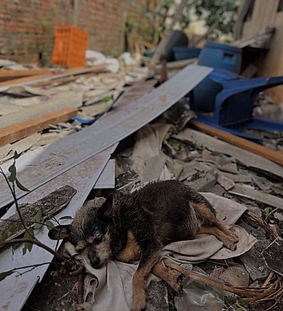 O cão foi atingido por destroços do tornado.