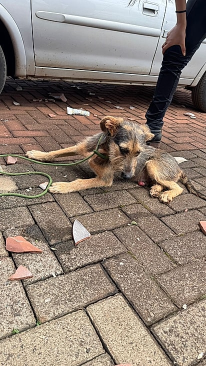 Pulga foi levado para uma clínica em uma cidade vizinha.