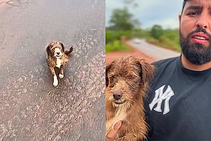 Cão idoso escapa da morte em rodovia movimentada e ganha promessa de amor até o fim da vida