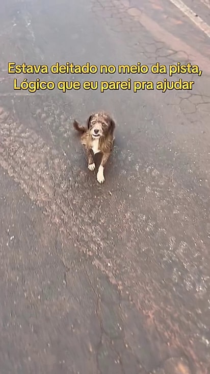 O cãozinho estava deitado no meio da pista.