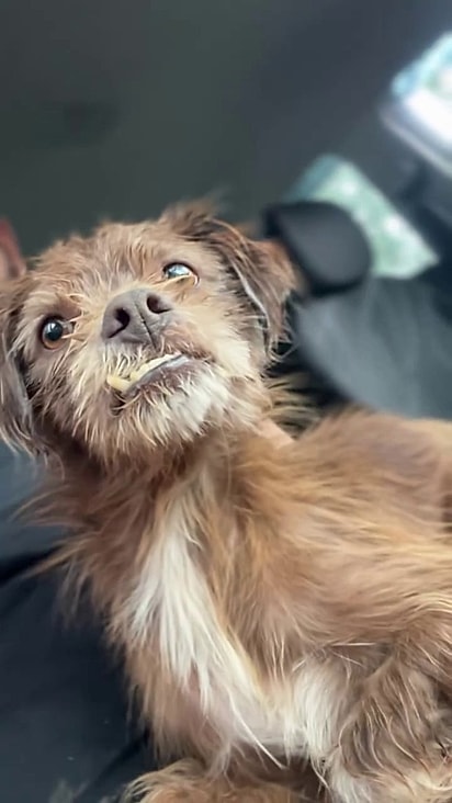 Tom não pensou duas vezes e o resgatou.