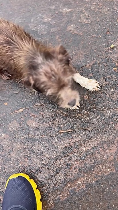 O cachorro era dócil e corria risco de vida.