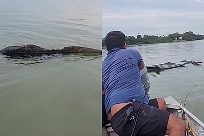 Homem usa item improvável do barco para rebocar família de animais silvestres até a margem em segurança