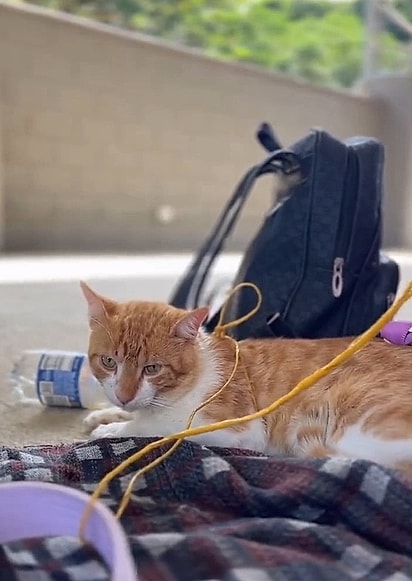 A preocuação de Sara era castrar os seus animais.