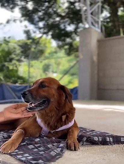 Sara andou a cavalo por mais de uma hora com sua cachorra no colo para garantir que ela tivesse a chance de receber cuidados e uma vida melhor.