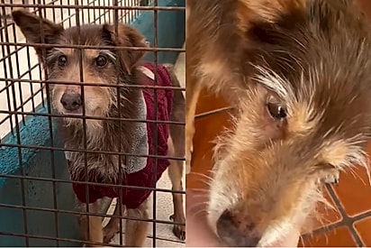 Após anos de espera, o cão mais antigo e idoso do abrigo é adotado e conhece o amor.