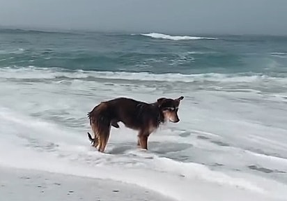 Após 13 anos vivendo em abrigo, cachorro idoso é adotado.