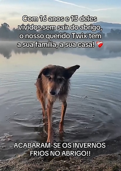 Twix é um cachorrinho idoso cheio de energia.