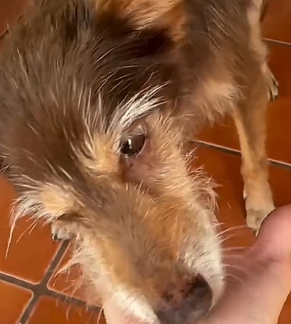 A história de Twix tocou o coração dos internautas.