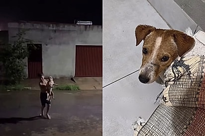 Menino pede para ajudar cãozinho perdido na chuva e atitude emociona mãe