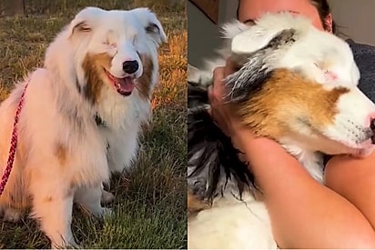 Cachorrinha que perdeu a visao emociona a tutora por sempre saber o que ela esta sentindo.