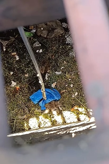 Um pequeno grupo se reuniu para socorrer os filhotes.