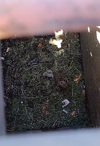 Dois filhotes de quero-quero caíram no bueiro.