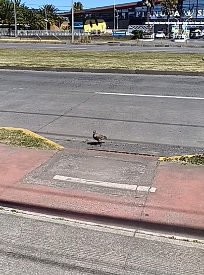 Um quero-quero adulto não saía de perto do bueiro.