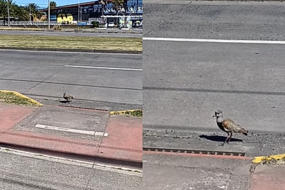 Filhotes de quero-quero caem em bueiro e mobilizam moradores em resgate comovente
