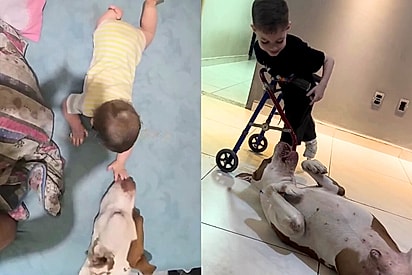 Mãe mostra por que nunca afastou o pitbull do filho — e vídeo emociona.