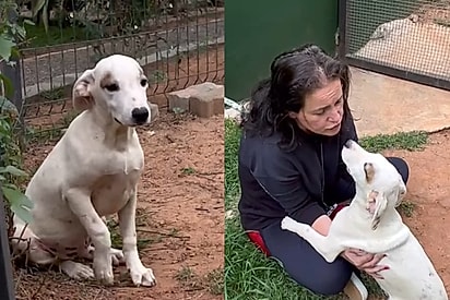 Filhote traumatizado finalmente descobre o amor e derrete milhares de corações