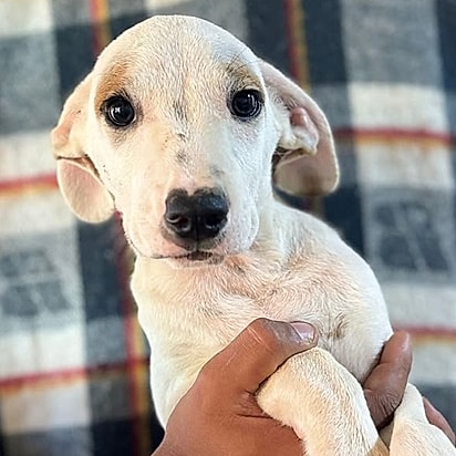 Athos, logo quando chegou no abrigo.