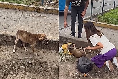 Cachorrinho medroso conhece o amor e se transforma em apenas 9 dias 