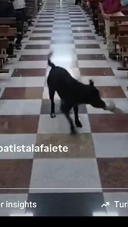 O pet foi bem recebido na paróquia.