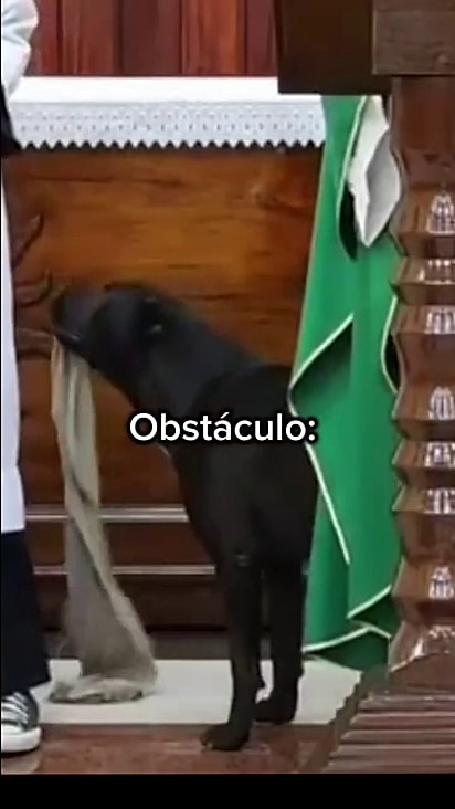 O cãozinho queria brincar.