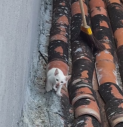 O gatinho estava há dois dias no telhado.