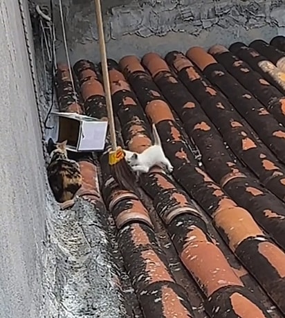 A mãe do gatinho estava assustando ele.