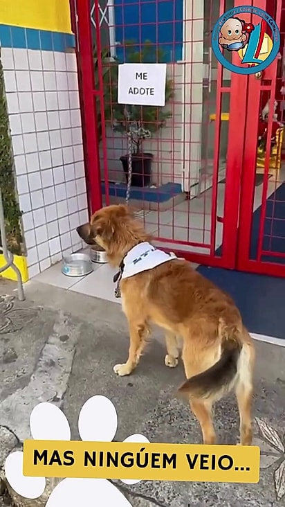 O colégio até tentou encontrar um lar para ele.