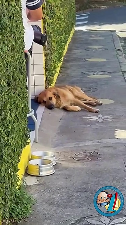 O cãozinho apareceu na escola e nunca mais foi embora.
