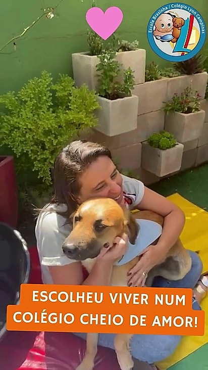 Educadores montaram um revezamento para cuidar do cão nas férias escolares.