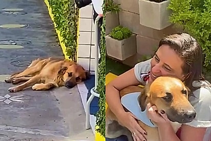 Após escolher escola como lar, vira-lata caramelo ganha uniforme e vira mascote oficial de alunos