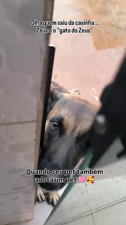 Agora Zeus é pai de um gato. 