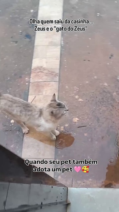 O felino passou a frequentar a casa de Marília.