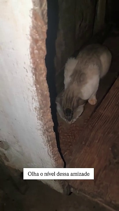 O gato entrou dentro da casa de Zeus para comer.